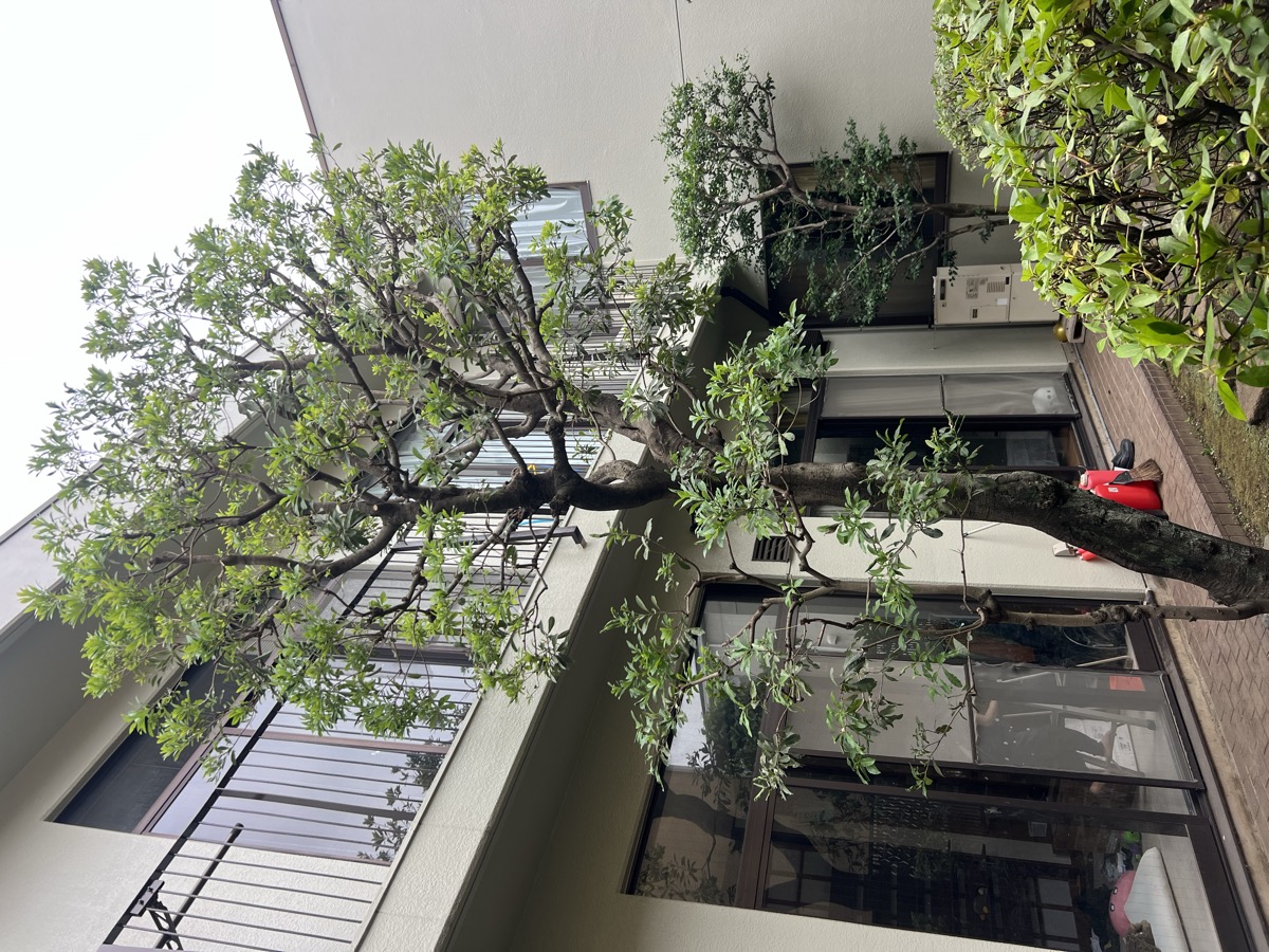 剪定施工後